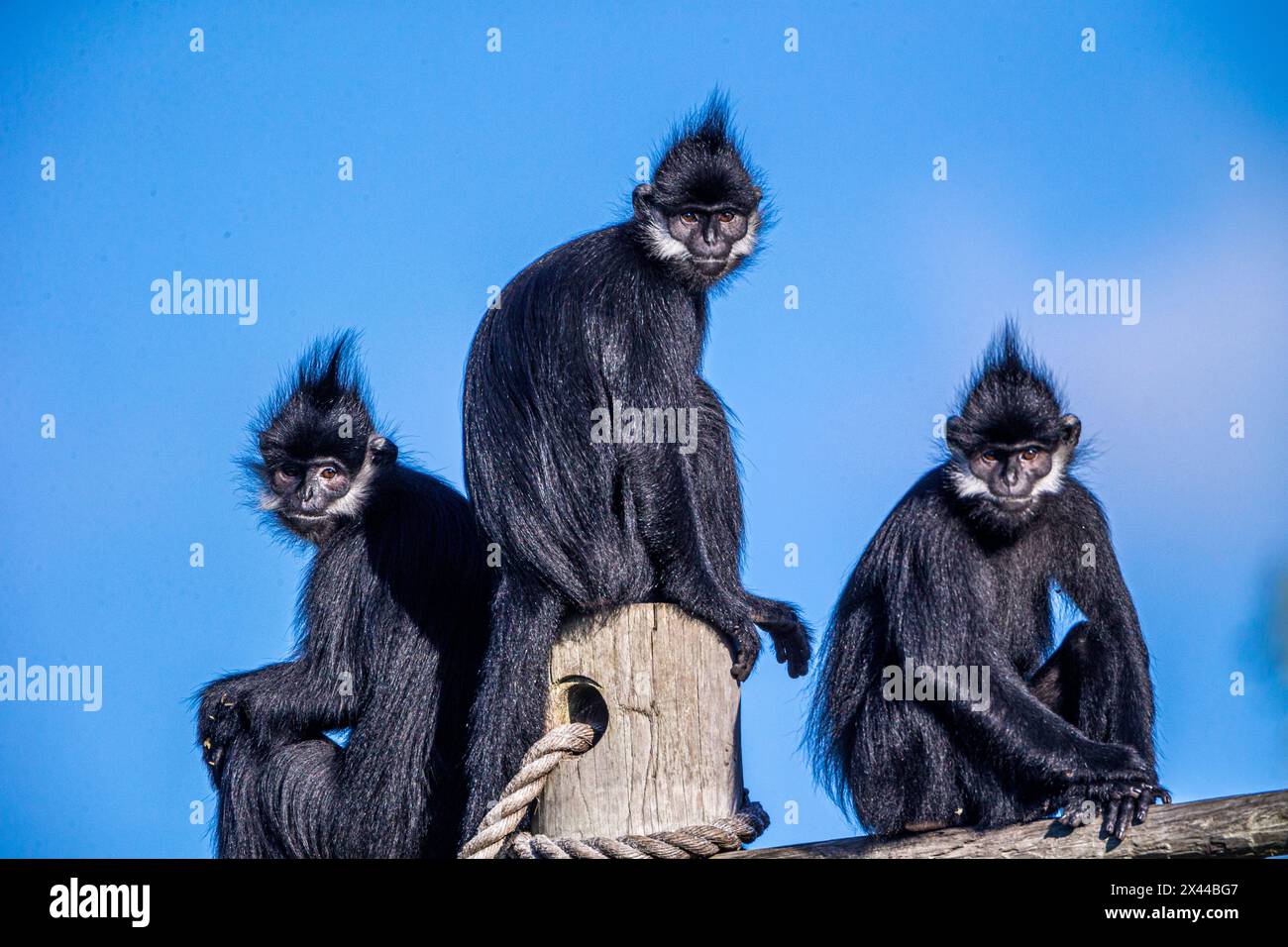 Il langur Francois viene dal Laos. Foto Stock