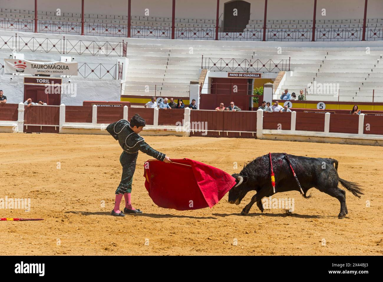 Un torero in un'arena di combattimento affronta abilmente un toro, una corrida, un'arena da combattimento, Merida, Badajoz, Estremadura, Spagna Foto Stock