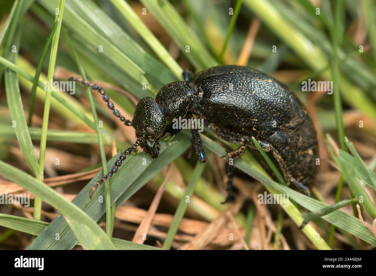 Coleottero nero (Meloe proscarabaeus), femmina, Vallese, Svizzera Foto Stock
