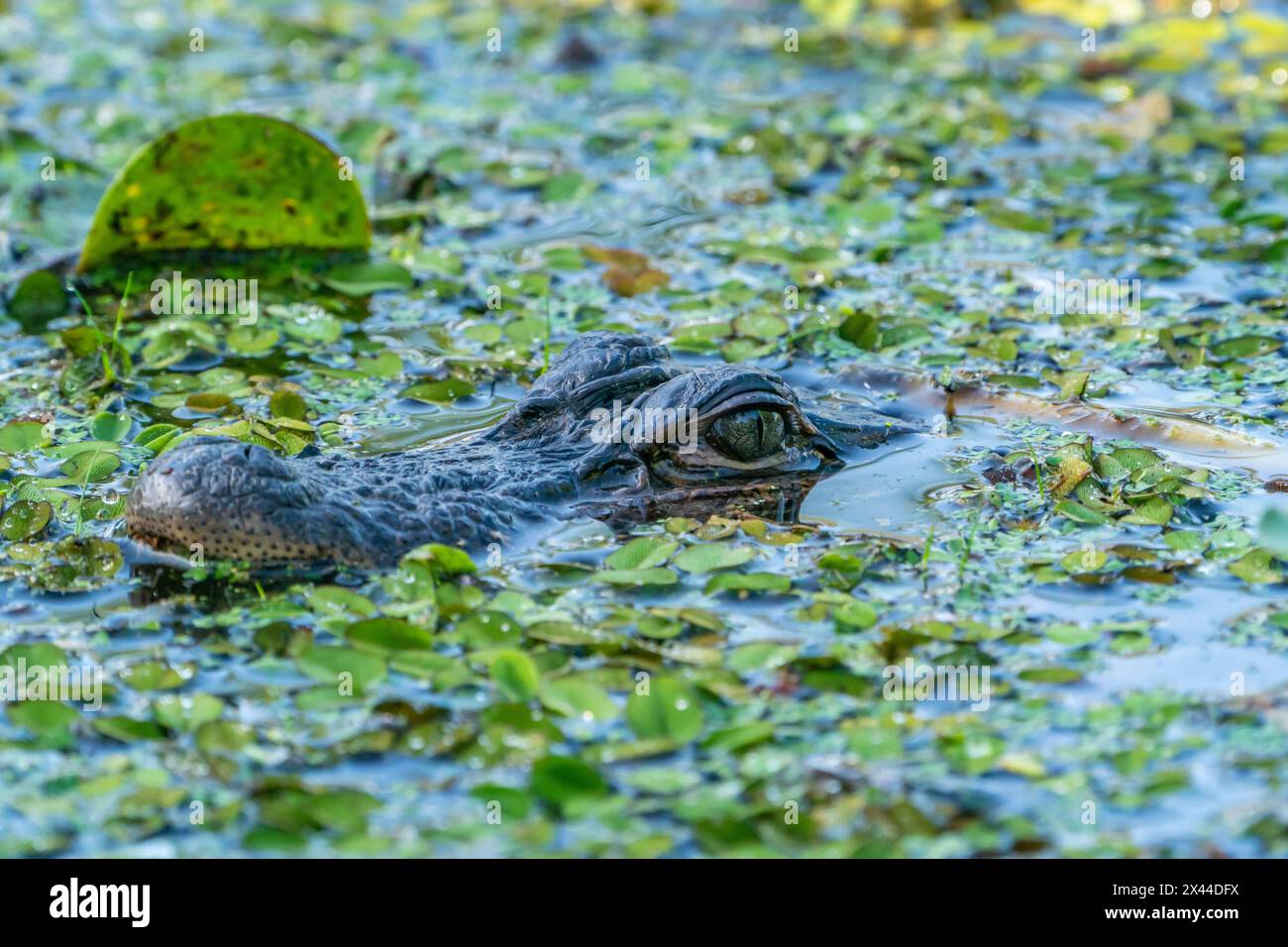 Stati Uniti, Louisiana, lago Martin. Testa di alligatore in acqua paludosa. Foto Stock