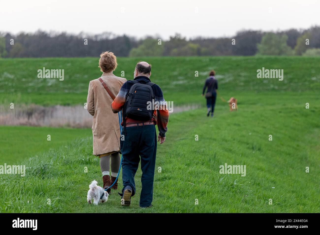 Uomo e donna che cammina Bolonka Zwetna, Elbtalaue vicino Bleckede, bassa Sassonia, Germania Foto Stock