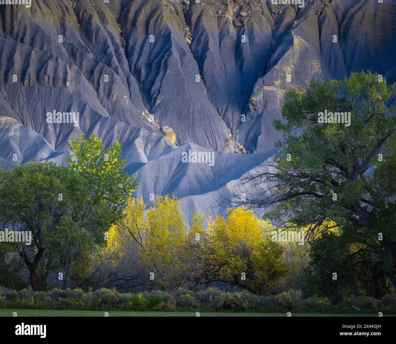 Stati Uniti, Utah. Albero di cottonwood giallo e montagna grigia in autunno. Foto Stock