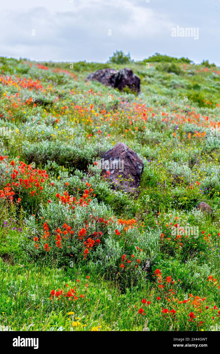 Un assortimento di fiori selvatici ricopre una collina nella Fish Lake National Forest. Foto Stock