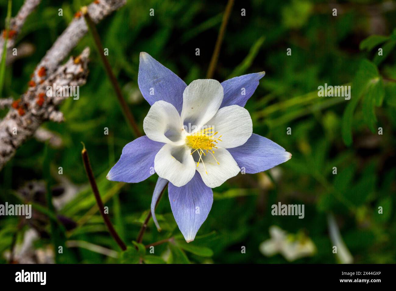 Fiori selvatici di Columbine nella Fish Lake National Forest. Foto Stock