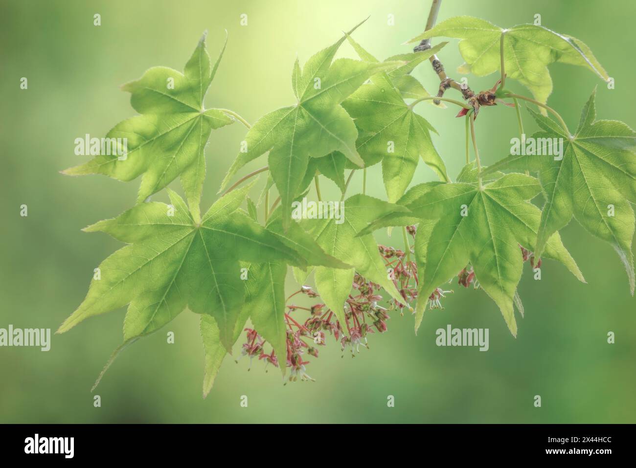 Stati Uniti, Stato di Washington, Seabeck. Fogliame d'acero giapponese in primavera. Foto Stock