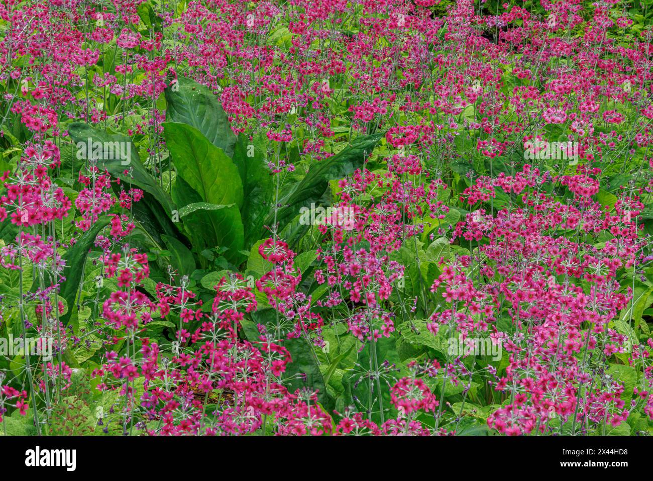 Stati Uniti, Stato di Washington, Isola di Bainbridge. Candelabra primrose e cavolo Skunk panoramico. Foto Stock