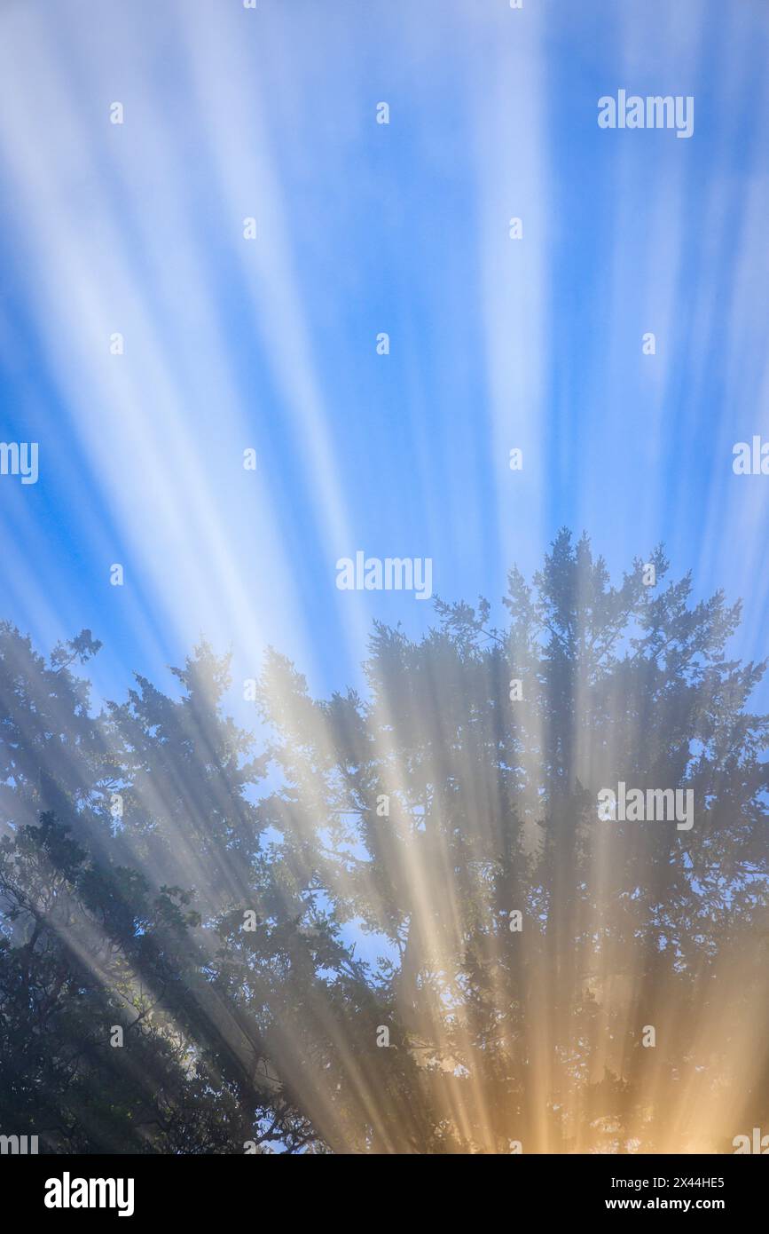 Stati Uniti, Stato di Washington, Seabeck. Il sole del mattino filtrava attraverso la nebbia. Foto Stock