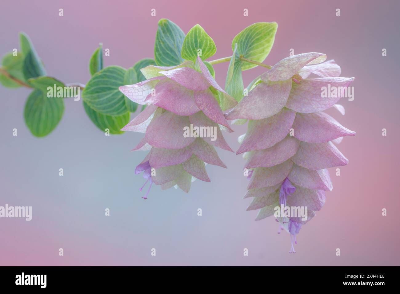 Stati Uniti, stato di Washington, Seabeck. Da vicino fiorisce l'origano ornamentale. Foto Stock