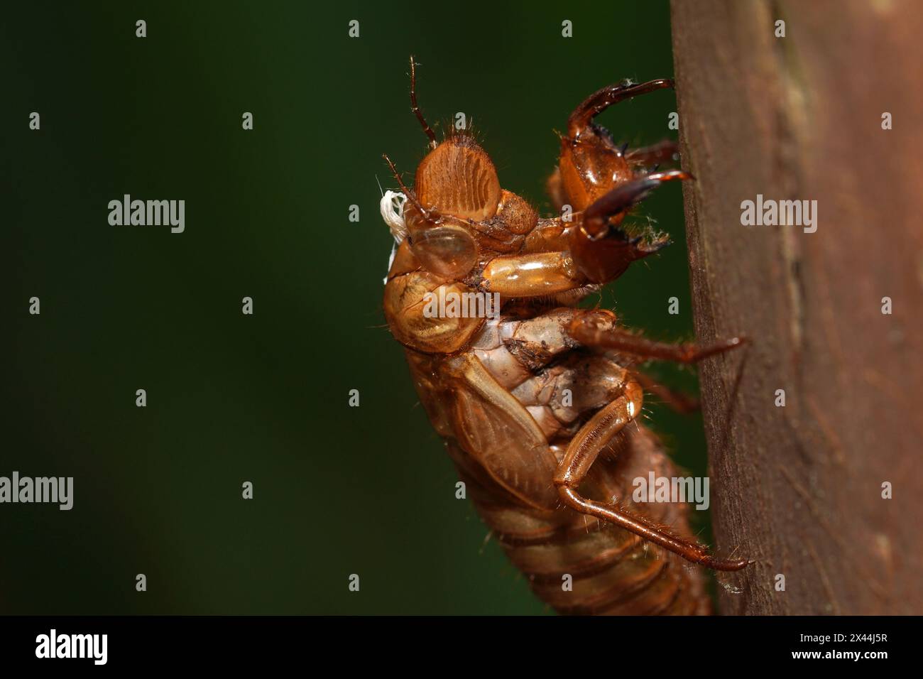 Conchiglia o esuberanza lasciata dopo che una cicada ninfa muta in un adulto Foto Stock