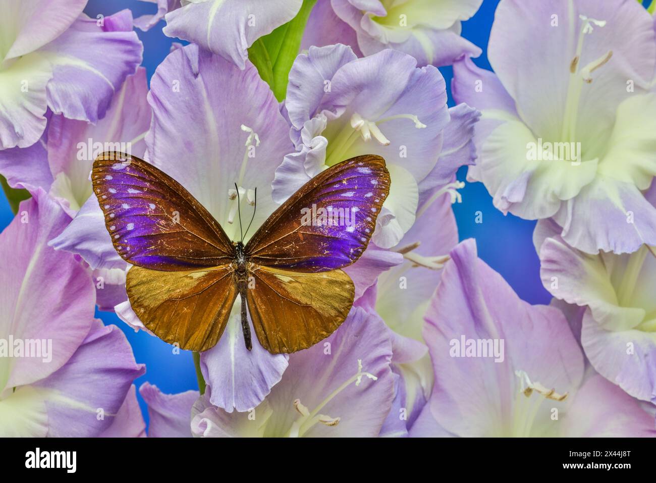 Stati Uniti, Stato di Washington, Issaquah. Farfalla sui fiori Foto Stock