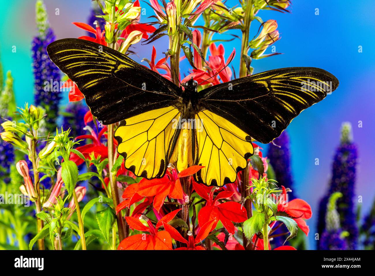 Stati Uniti, Stato di Washington, Issaquah. Farfalla sui fiori Foto Stock