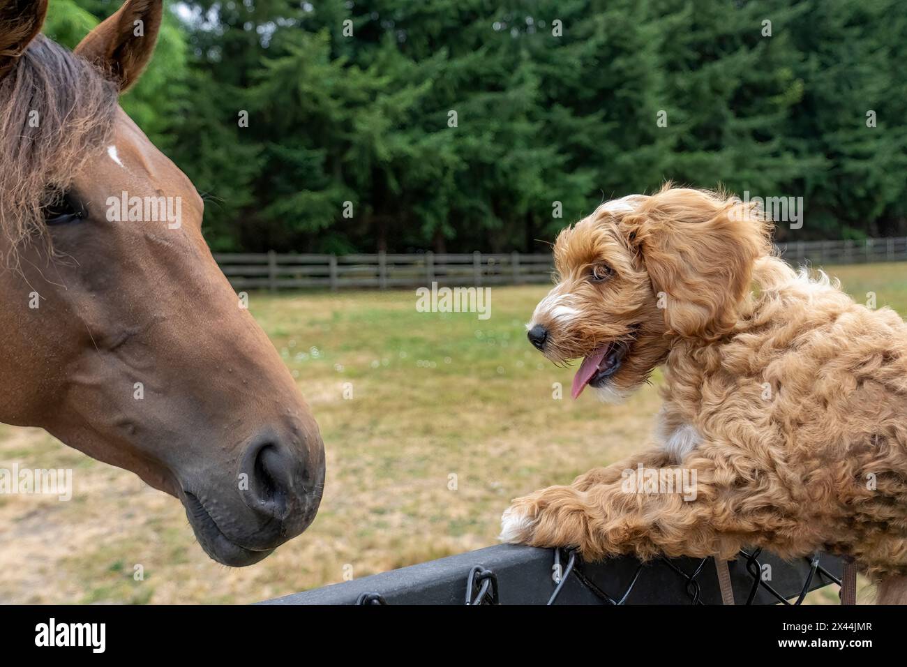 Issaquah, Stato di Washington, Stati Uniti. Cucciolo Aussiedoodle di 3 mesi che viene sollevato per salutare un cavallo. (PR) Foto Stock