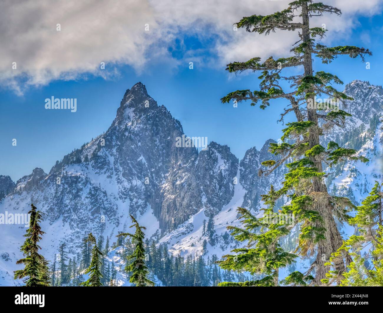 Stati Uniti, Stato di Washington, Alpine Lakes Wilderness. Kaleetan Peak e abeti alpini Foto Stock