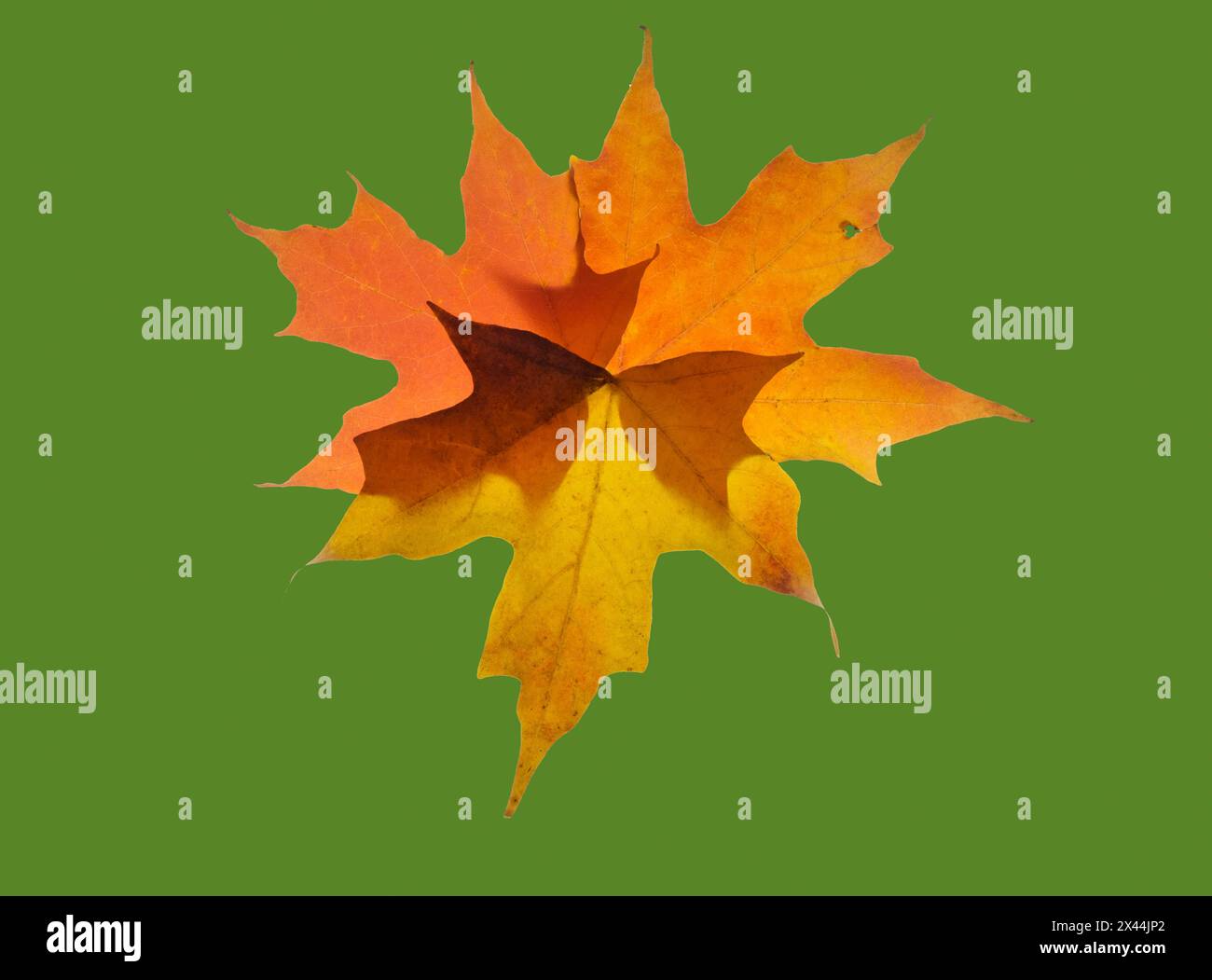 Stati Uniti, Stato di Washington. Foglie d'acero autunnale di natura morta con sfondo verde Foto Stock