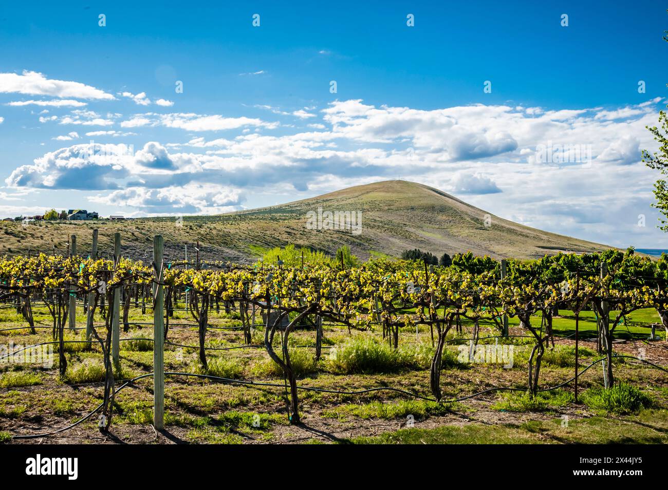 Stati Uniti, Stato di Washington, Yakima Valley. Luci di primavera al vigneto Kitzke Cellars. (Solo per uso editoriale) Foto Stock