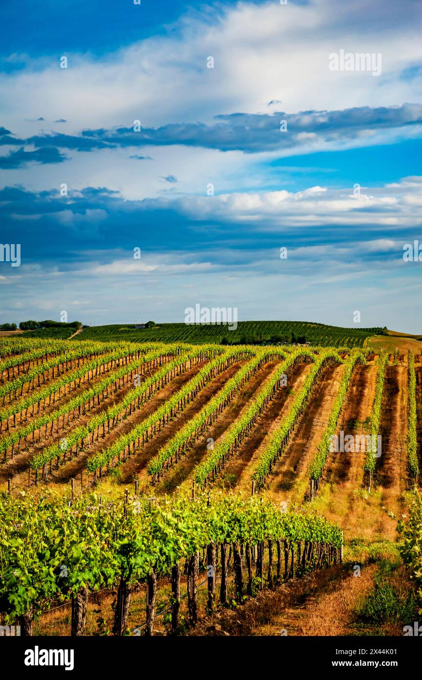 Stati Uniti, Stato di Washington, Pasco. I filari in un vigneto di Washington fioriscono alla luce della primavera. Foto Stock