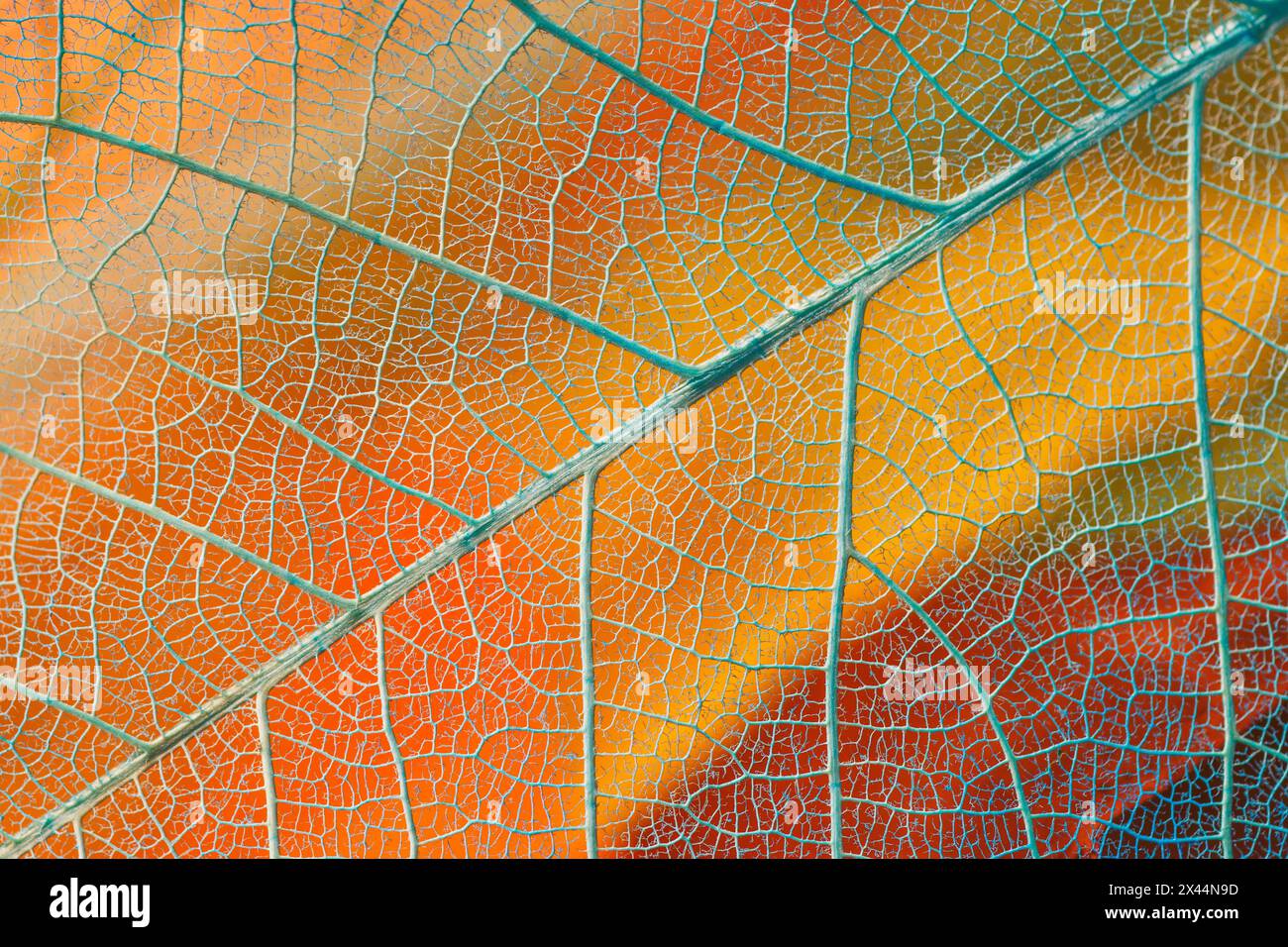 Modello in una singola lamina scheletrica. Foto Stock