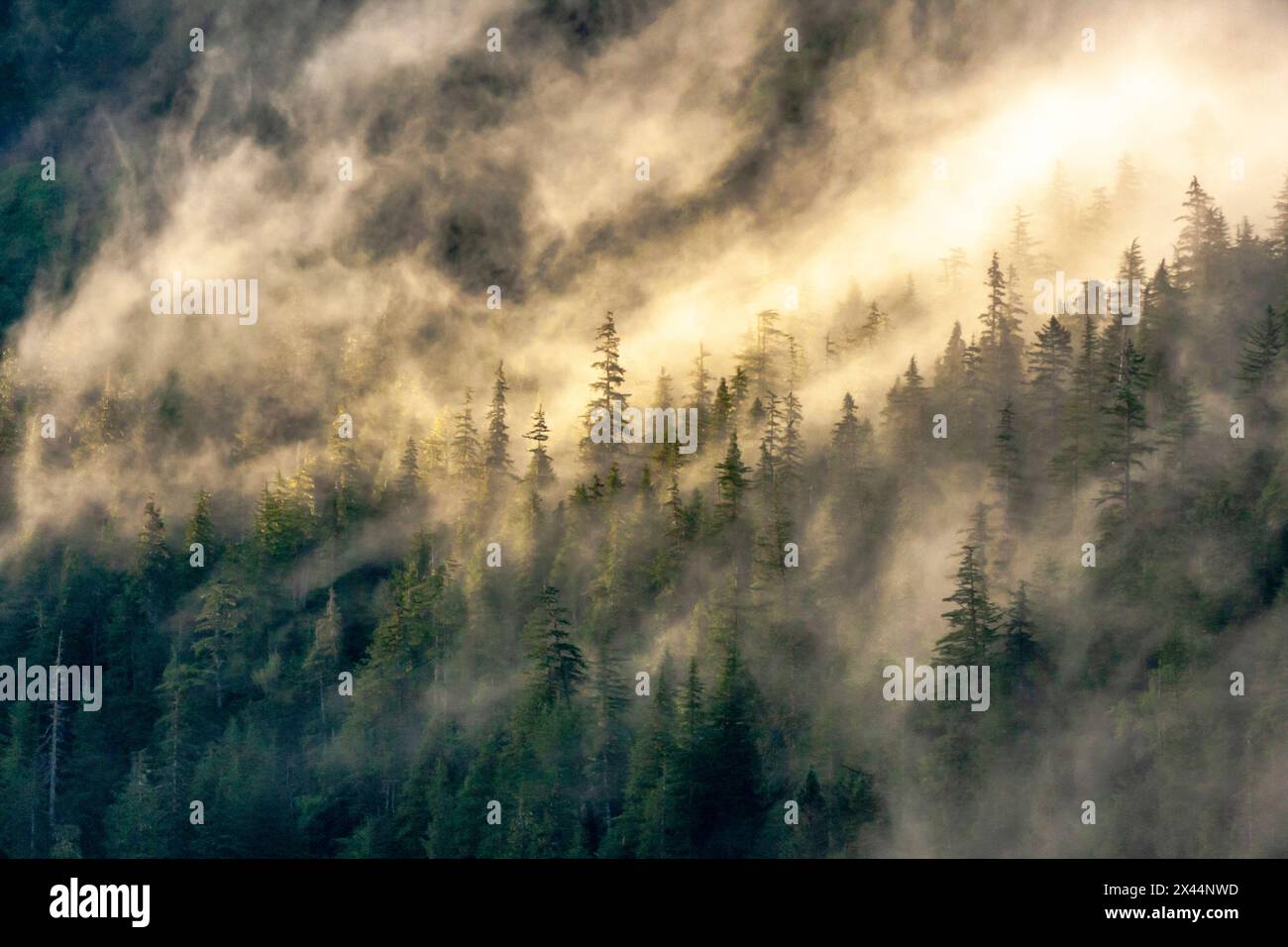 USA, Alaska, Tongass National Forest. Nebbia sulla foresta di montagna. Foto Stock