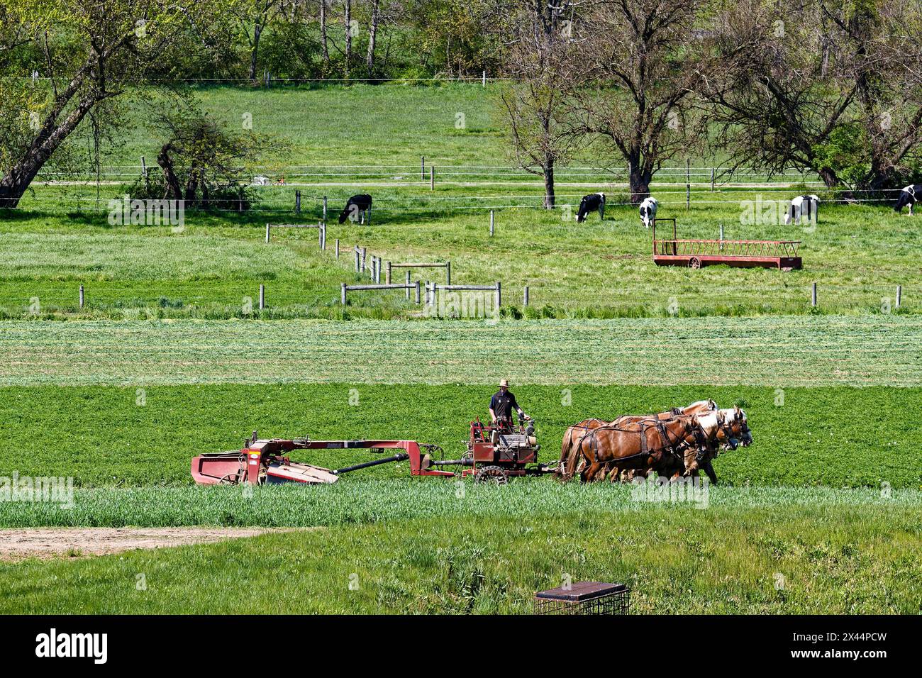 Contadino Amish che lavora, campo di taglio, 3 equipaggi di cavalli, rurale, scena verde, Spring, Pennsylvania, Chester County, Pennsylvania Foto Stock