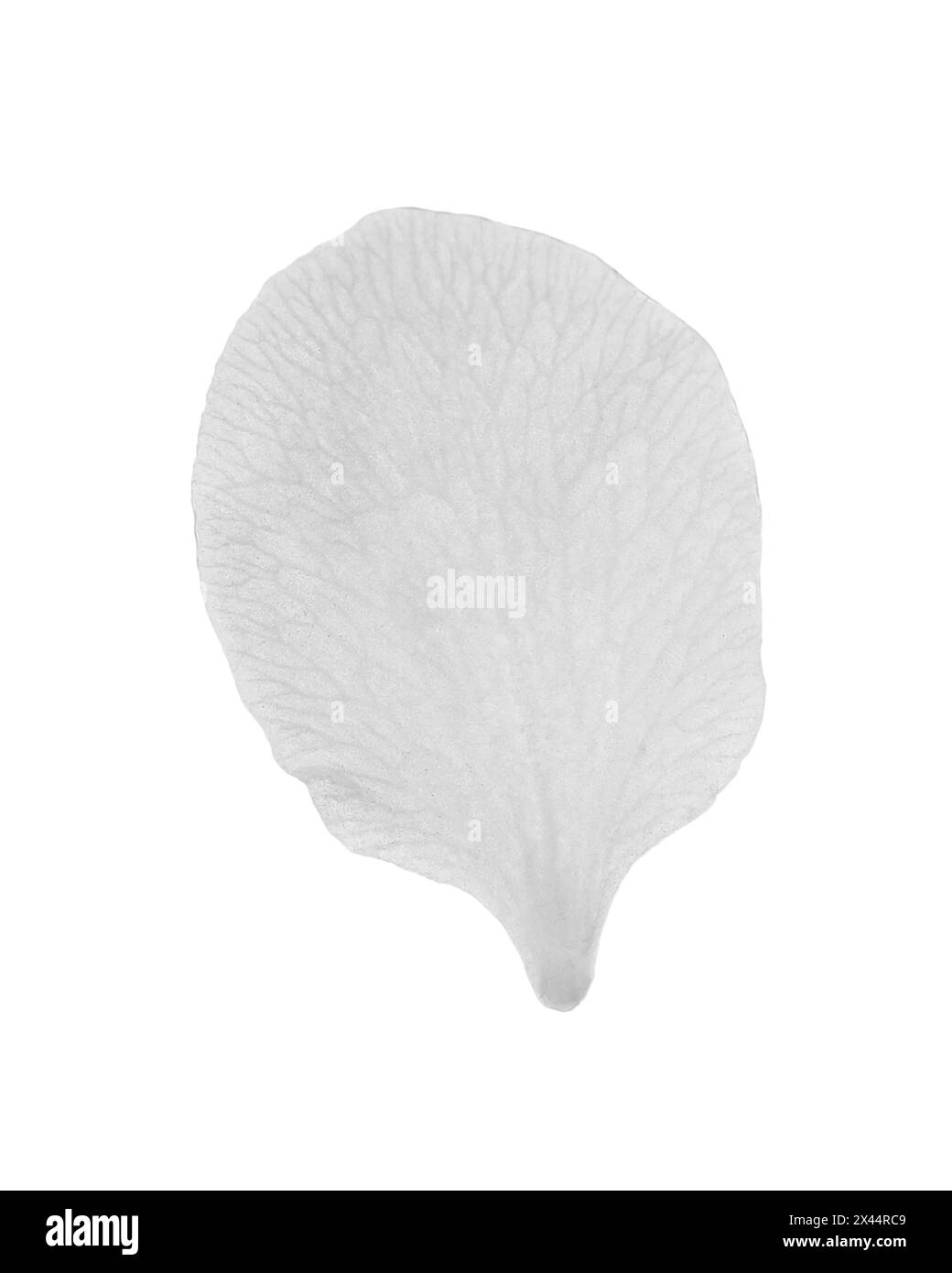 Bellissimo petalo di fiori di pere in fiore su sfondo bianco Foto Stock