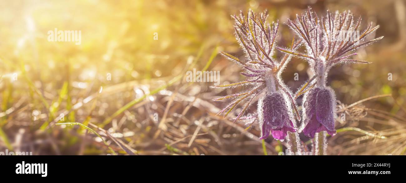 Ravvicinato magico fiore primaverile, il Pulsatilla patens nomi comuni includono pasqueflower orientale e anemone a foglia di taglio nella foresta primaverile Foto Stock