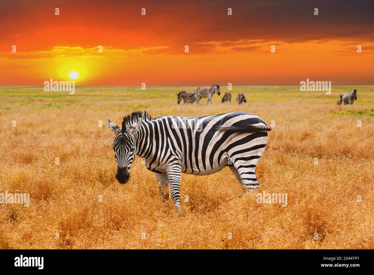 Paesaggio naturale al tramonto - vista di una mandria di zebre che pascolano in erba alta. Natura selvaggia Foto Stock