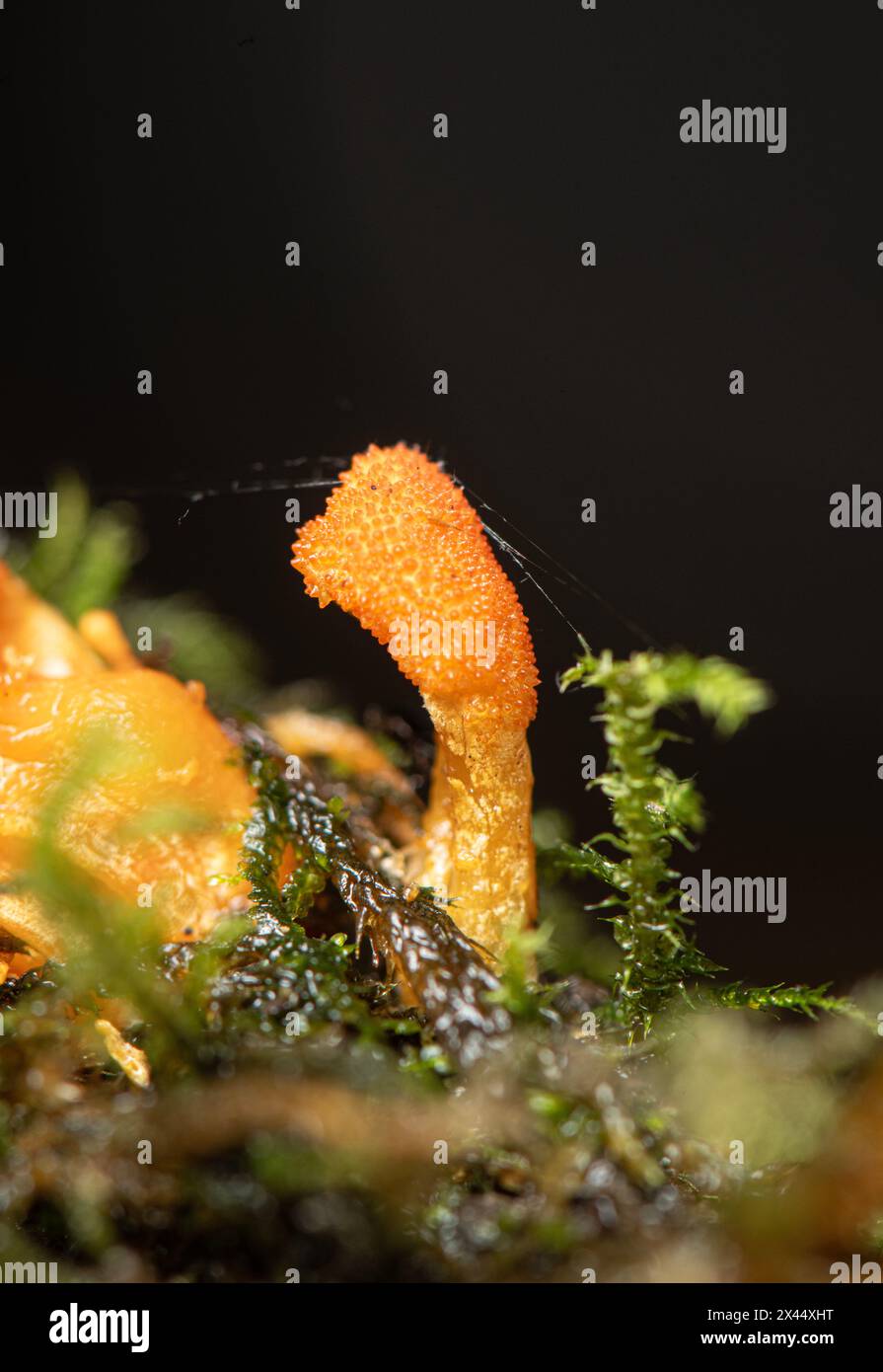 Underground fungus immagini e fotografie stock ad alta risoluzione - Alamy