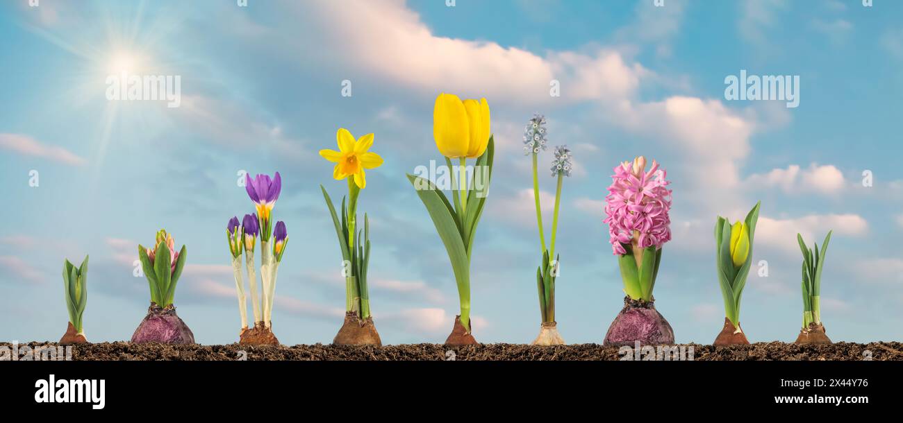 Fasi di crescita di tulipani, Giacinto, uva blu, croco e narciso da bulbo di fiori a fiore in fiore in un paesaggio soleggiato Foto Stock