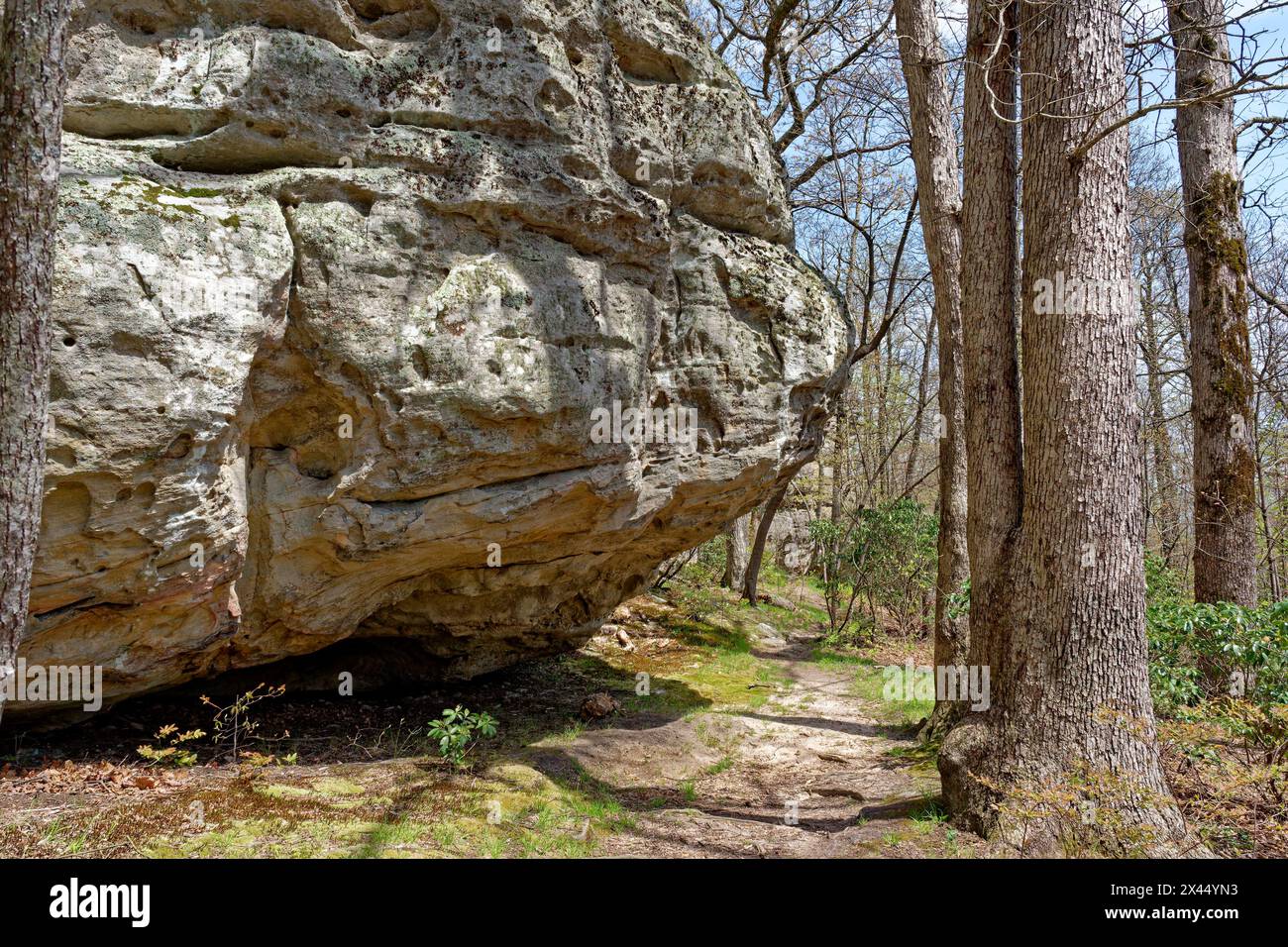 Grandi formazioni rocciose nella foresta di Black Mountain nel Tennessee sull'altopiano del cumberland con un sentiero escursionistico lungo le enormi rocce su un soleggiato terreno Foto Stock