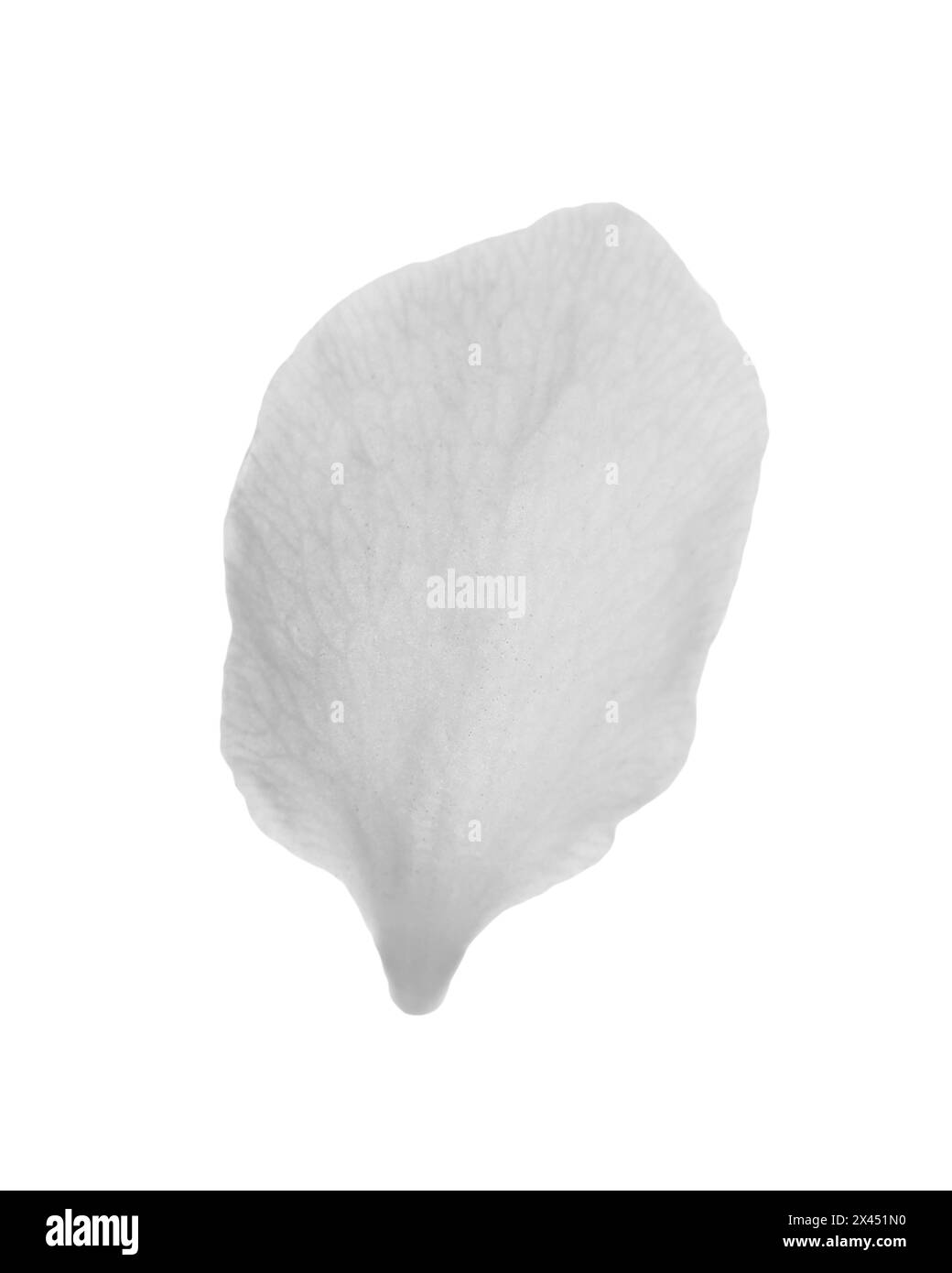 Bellissimo petalo di fiori di pere in fiore su sfondo bianco Foto Stock