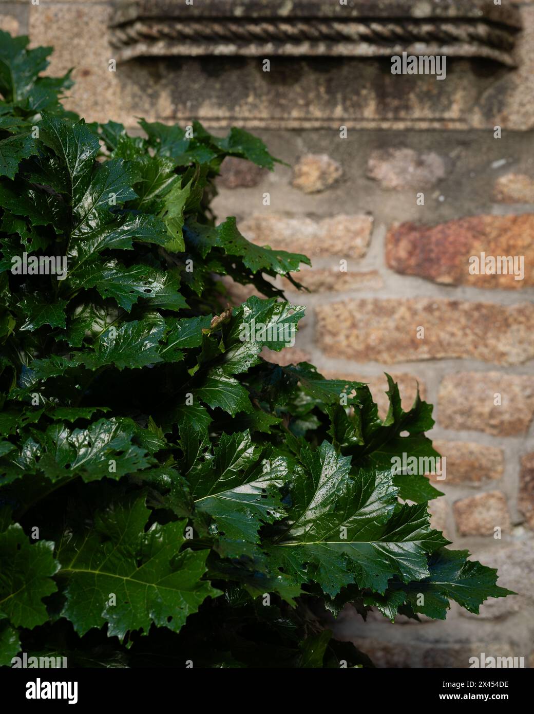 Foglie verdi di acanto naturale nel giardino pubblico in autunno. Cespuglio di acanto lascia contro un vecchio muro. Foglie naturali di acanto nel giardino. Foto Stock