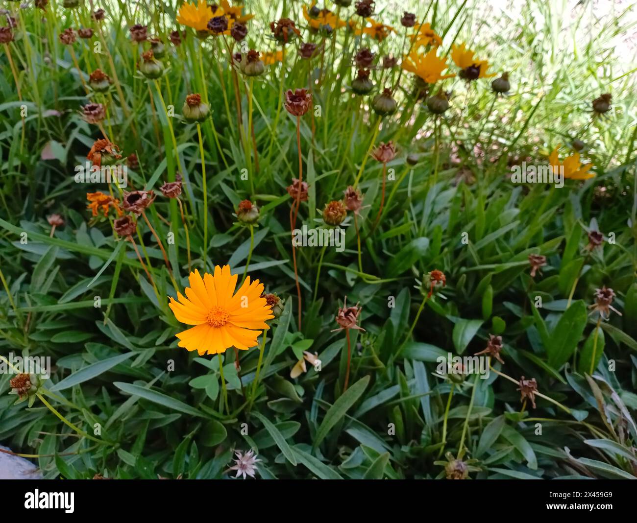 Bellissimo fiore selvatico giallo che cresce con l'erba. Foto Stock