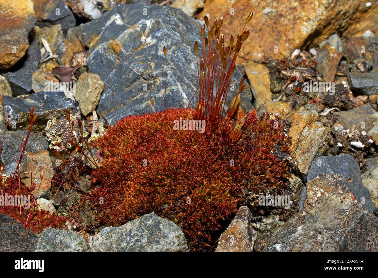 Il Ceratodon purpureus (Redshank) è presente in un'ampia varietà di substrati acidi e ben drenati. Ha una distribuzione mondiale. Foto Stock