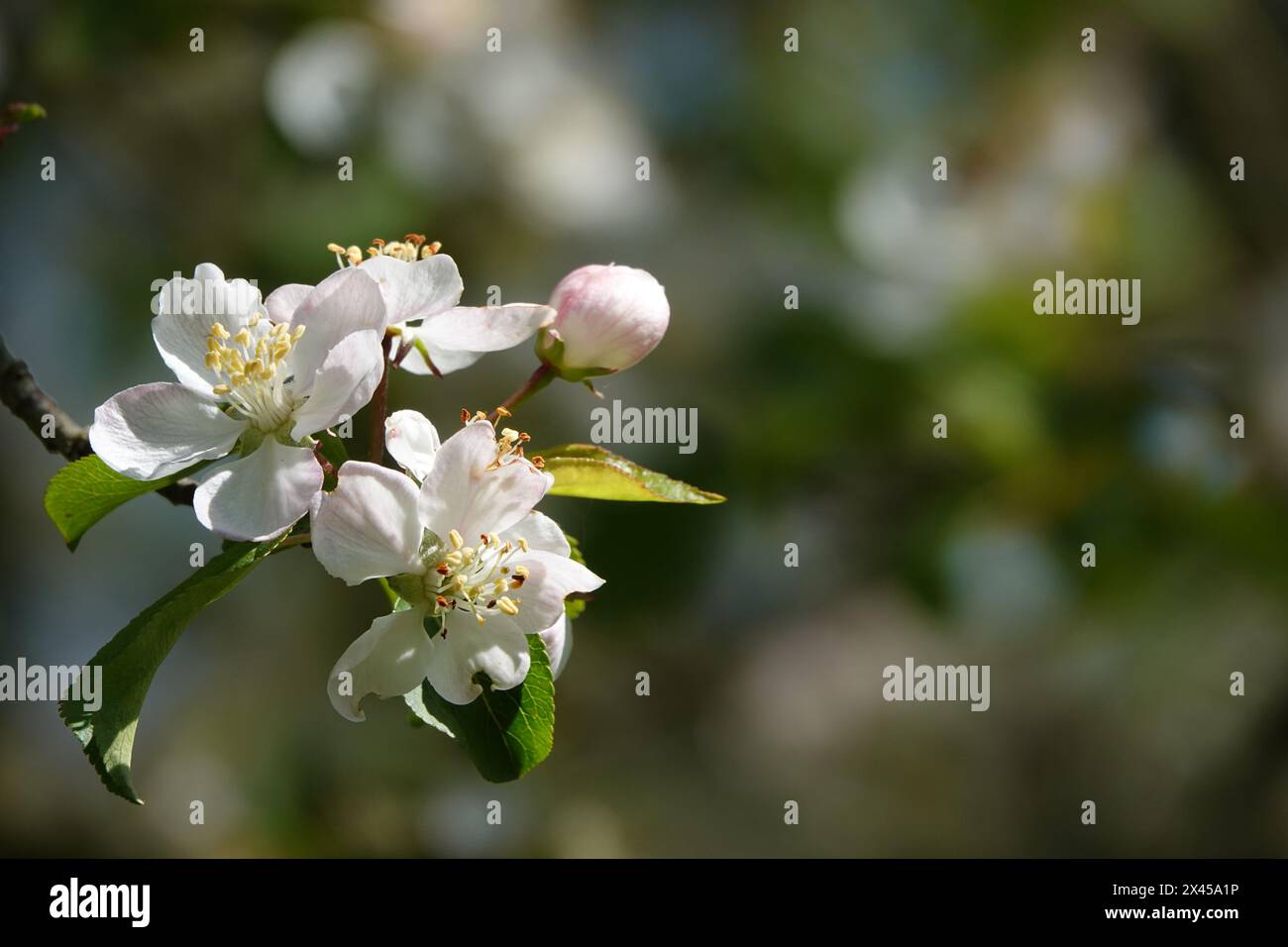 Primavera Regno Unito, granchio e mela in piena fioritura Foto Stock