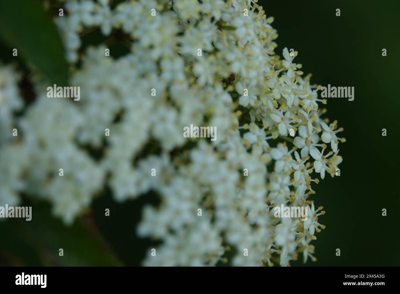 Primavera Regno Unito, Elderflowers in Bloom Foto Stock