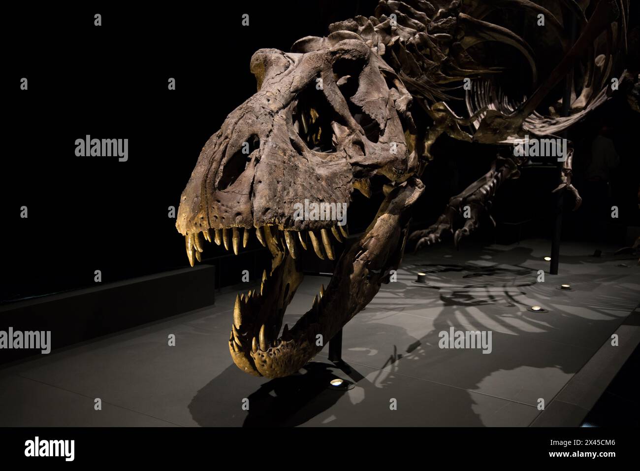 Leida, Paesi Bassi - 30 aprile 2022: primo piano della testa di un vero scheletro di Tyrannosaurus Rex. Dinosauro T-Rex. Foto Stock