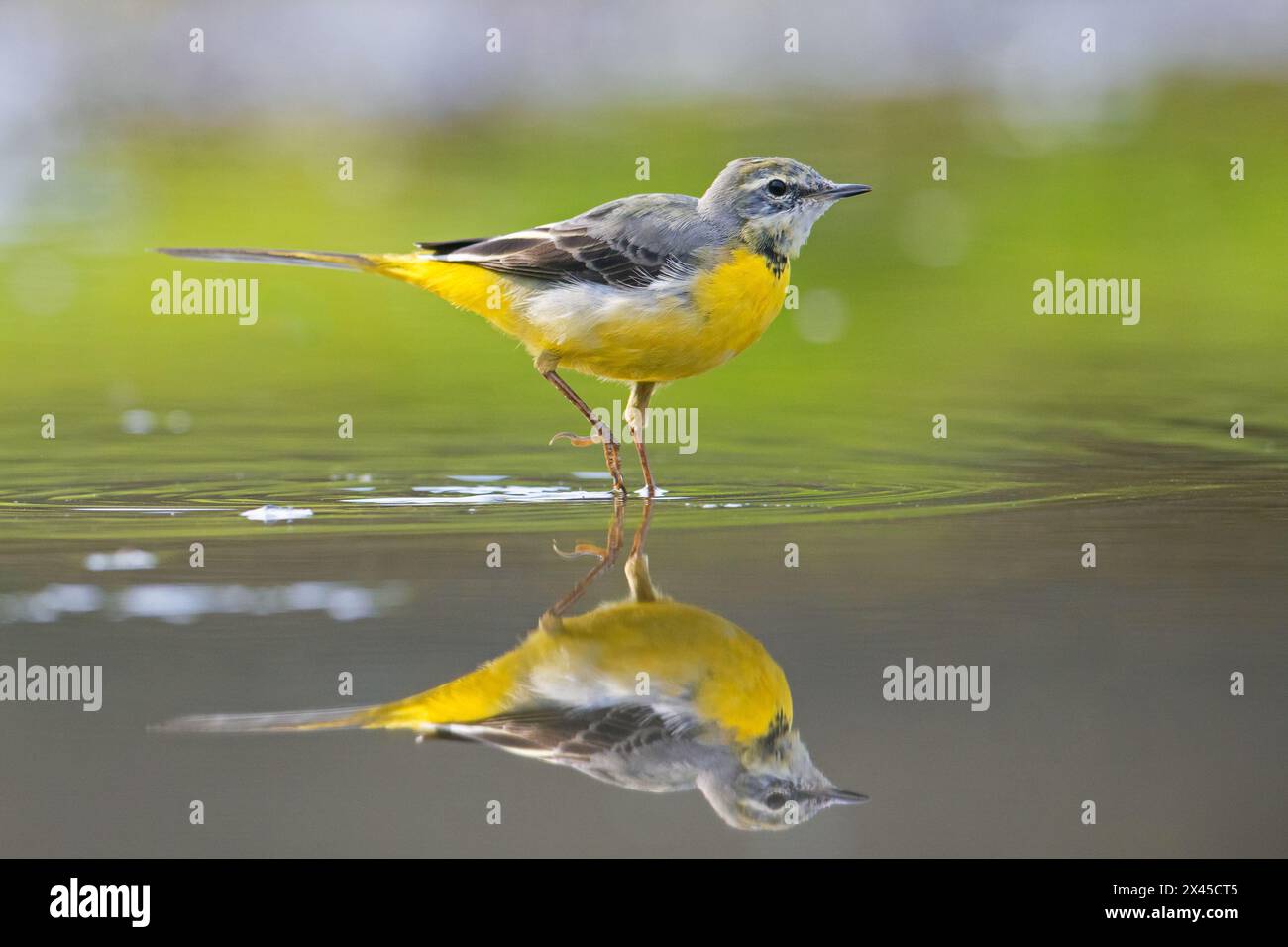 Coda d'acqua grigia (Motacilla cinerea) nel piumaggio invernale che mostra riflessi nelle acque poco profonde del torrente, Germania Foto Stock
