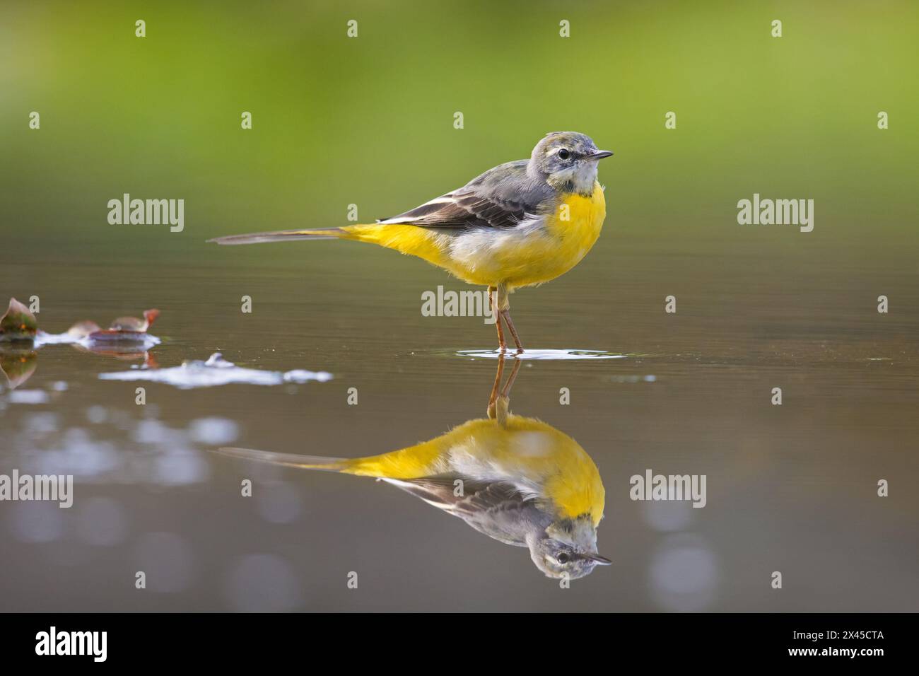 Coda d'acqua grigia (Motacilla cinerea) nel piumaggio invernale che mostra riflessi nelle acque poco profonde del torrente, Germania Foto Stock
