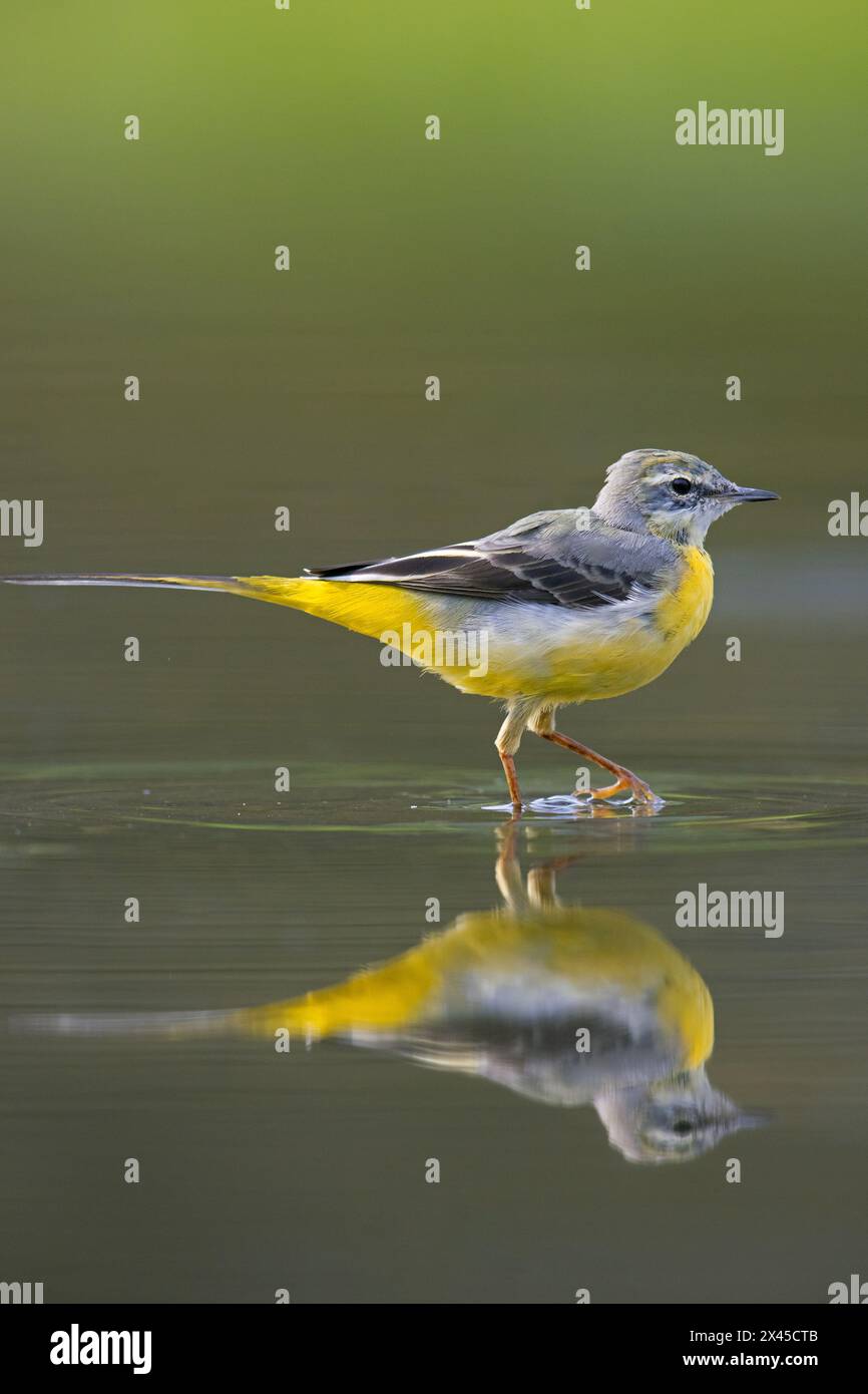 Coda d'acqua grigia (Motacilla cinerea) nel piumaggio invernale che mostra riflessi nelle acque poco profonde del torrente, Germania Foto Stock