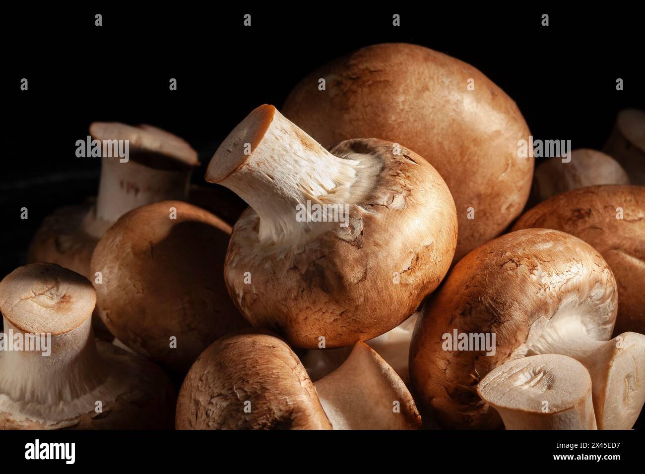 fungo marrone su sfondo nero Foto Stock
