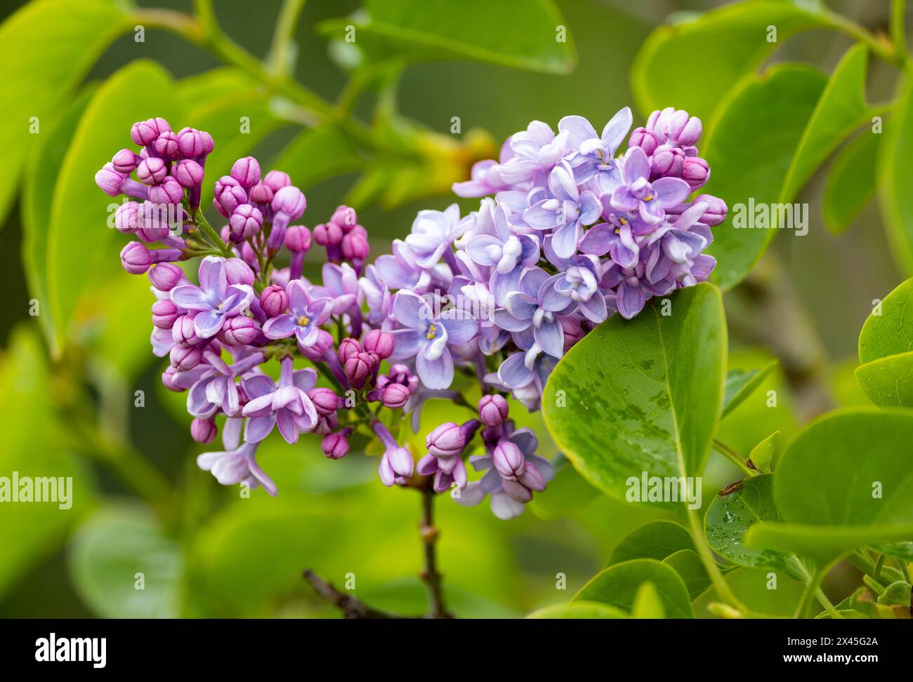 Fiori di lilla comune 'Syylan vulgaris' fioritura in primavera. Dublino, Irlanda Foto Stock