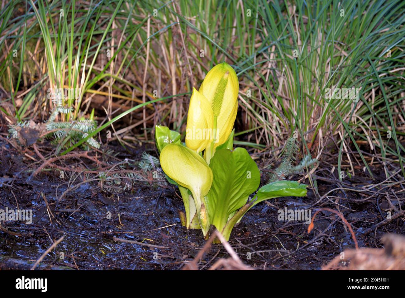Skunk Cabbage Blossom. Foto Stock