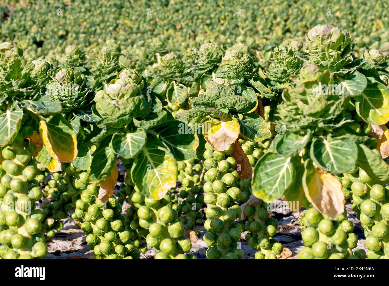 Primo piano dei germogli di Bruxelles (brassica oleracea var. Gemmifera) cresce in un campo nel Regno Unito durante il sole invernale. Foto Stock