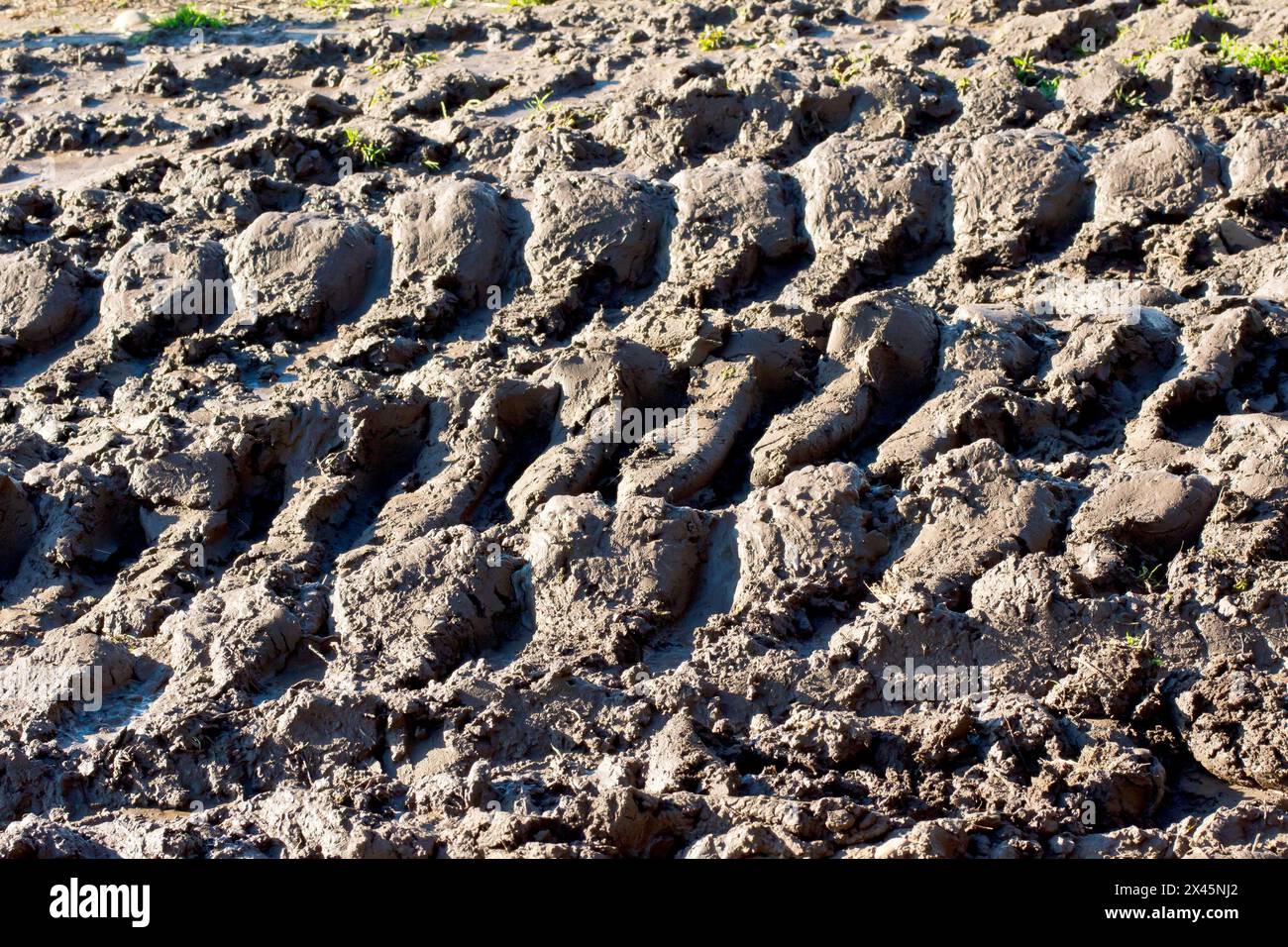 Primo piano delle tracce degli pneumatici realizzate dalle ruote di un trattore nel fango di un campo bagnato. Foto Stock