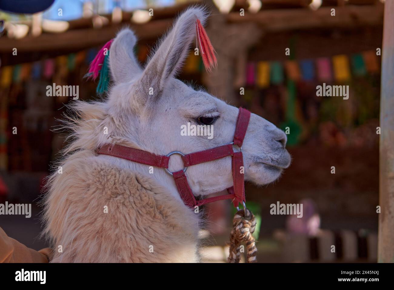 Ritratto di lama bianca con lana colorata sulle orecchie, in argentina Sud america, provincia di Salta Foto Stock