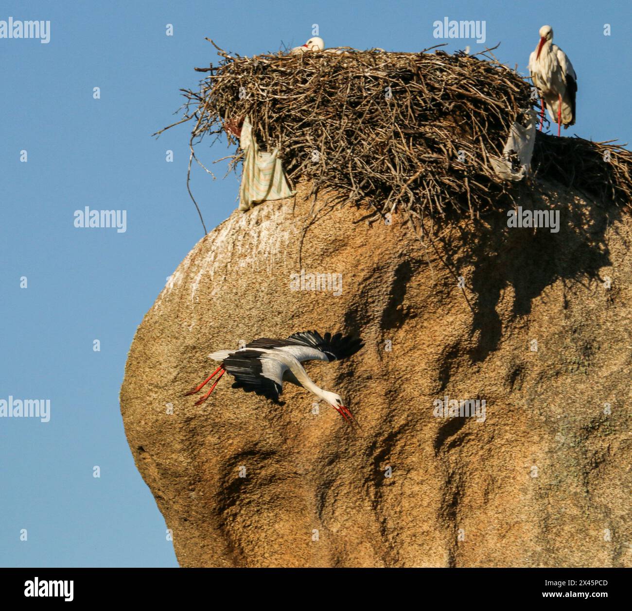 Cicogna bianca in volo di fronte a un nido fatto di rami e rifiuti, il Monumento naturale Los Barruecos, Estremadura, Spagna Foto Stock