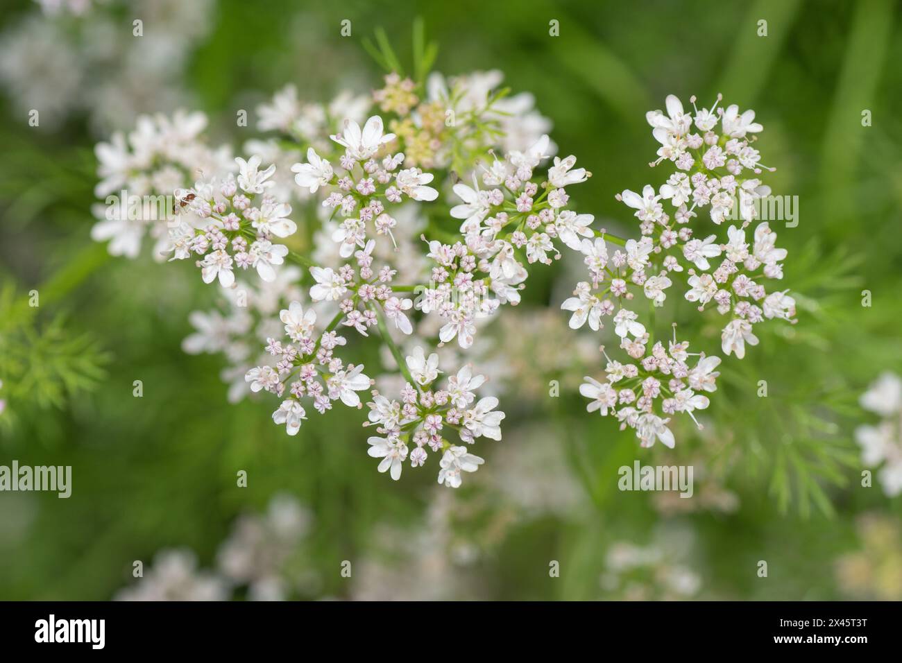 Il coriandolo è un'erba apprezzata per i suoi usi culinari, ma i suoi pizzi come le teste di fiori, con masse di piccoli fiori, sono anche belli in un giardino di fiori. Foto Stock