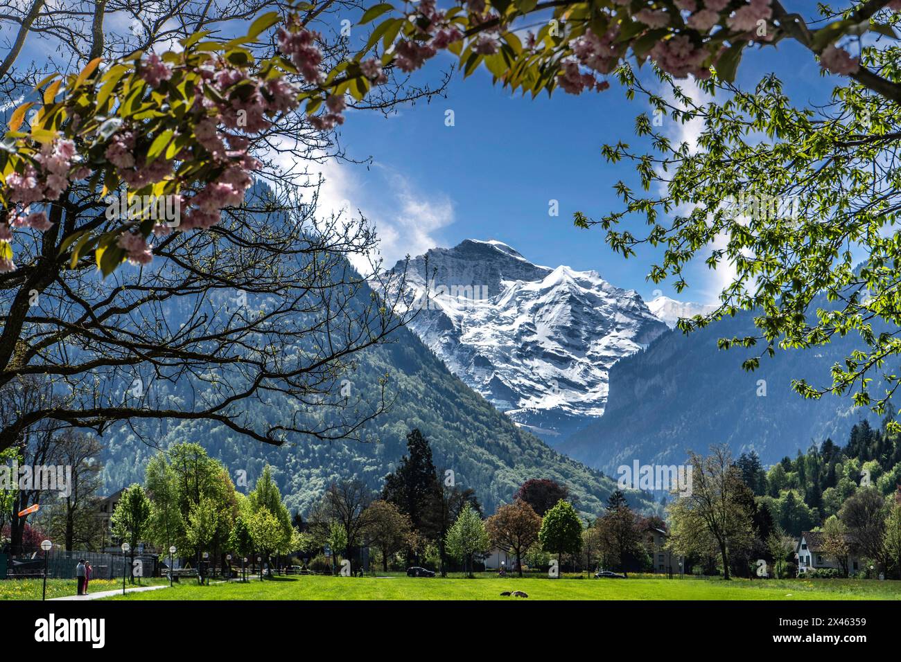 Parco Höhematte con la Jungfrau sullo sfondo Interlaken Svizzera Foto Stock