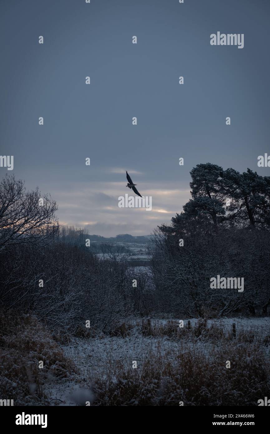 Primo giorno d'inverno: Il villaggio silenzioso prende vita la mattina gelida con l'uccello che vola al centro della composizione. Foto Stock