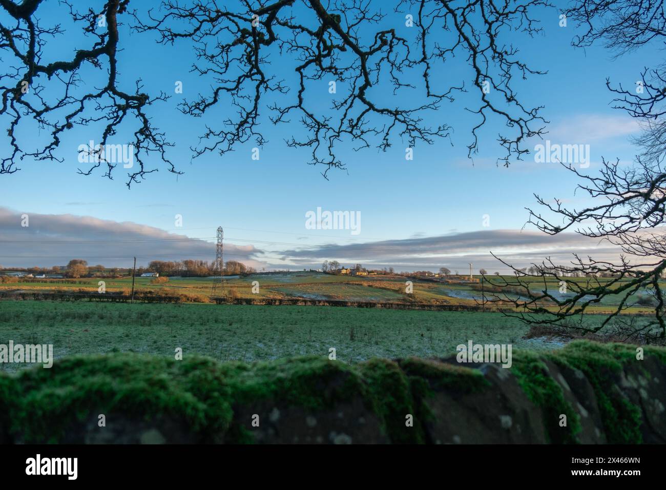 Splendida vista sul campo di campagna scozzese con rami in cima e recinzione in pietra in fondo. Foto Stock